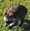 Baby Racoon by Jack Sanders