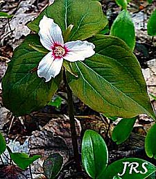 Painted Trillium