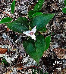 Painted Trillium