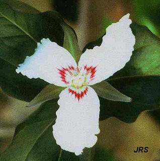 Painted Trillium