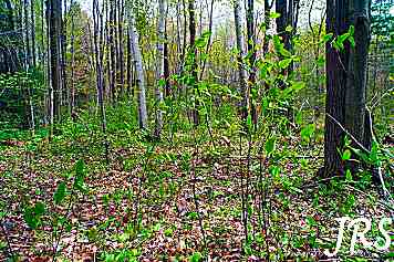 Painted Trillium woods