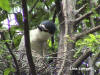 Black-Crownded Night Heron by Lisa Langall