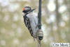 Downy Woodpecker by Cris Music