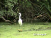Snowy Egret by Lisa Langall