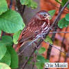 Fox Sparrow by Cris Music