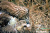 Redtailed Hawk by Al Robertson